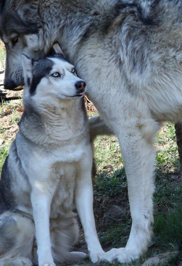 Obrázek husky vs wolf