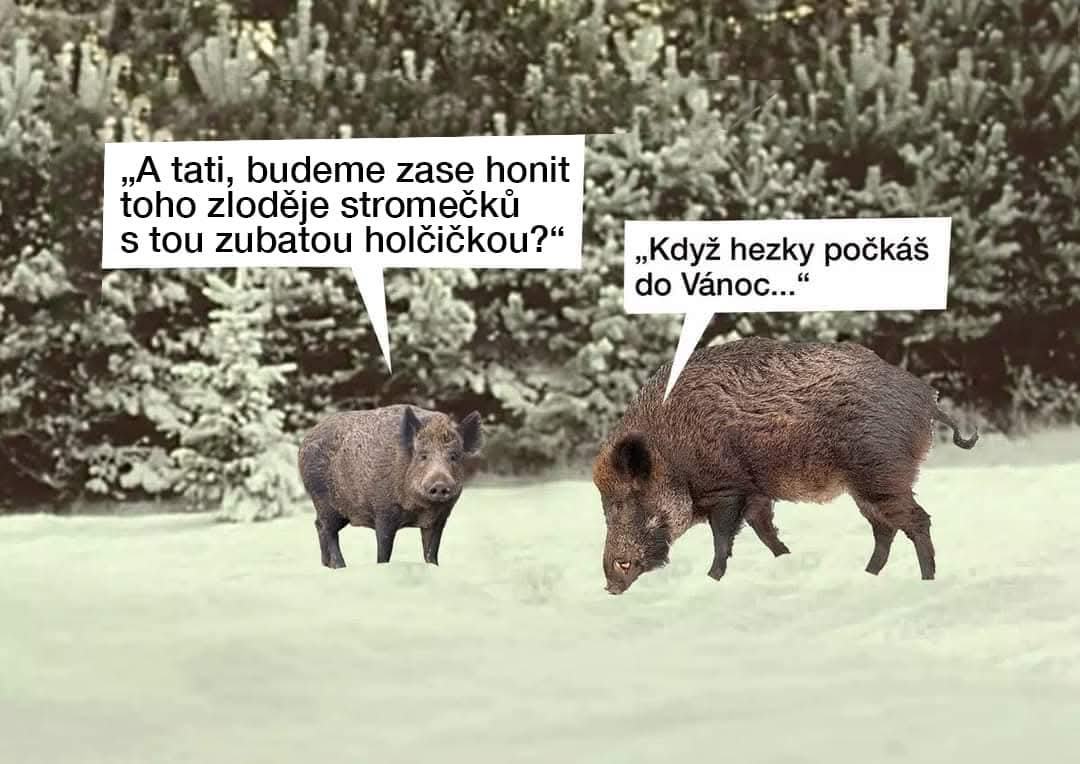 Obrázek prasatka kofola