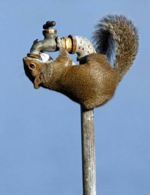Obrázek thirsty squirrel