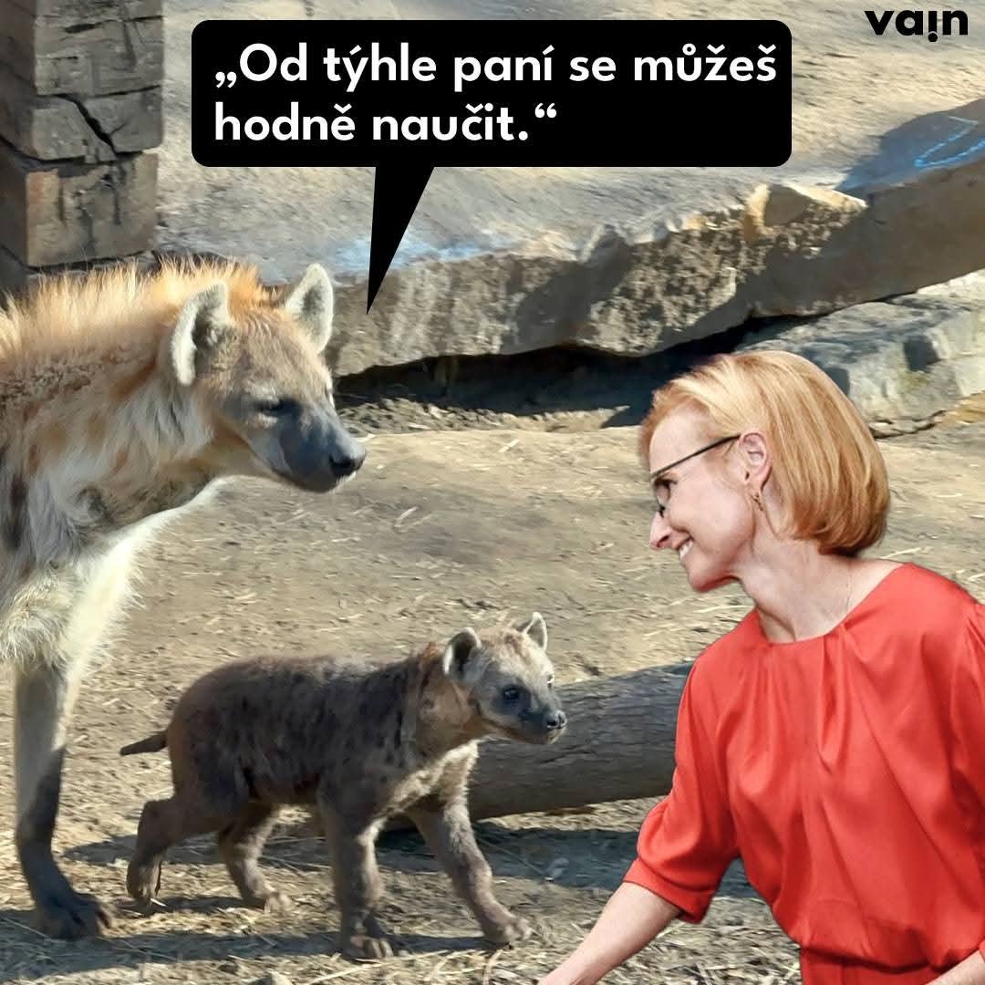 Obrázek tri hyeny